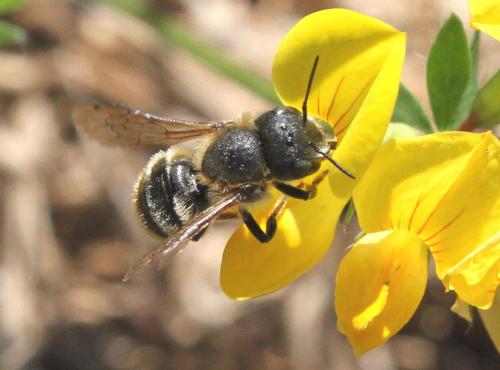Réf. 212 345 : Osmia aurulenta